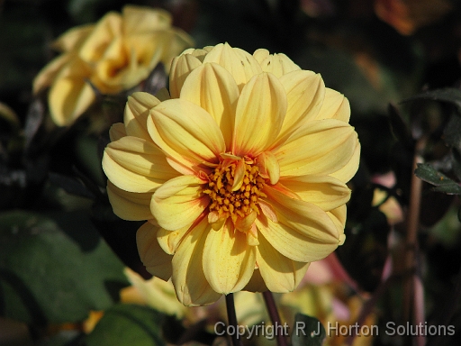 Dahlia D Yellow